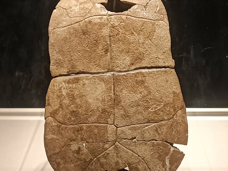 贾湖遗址